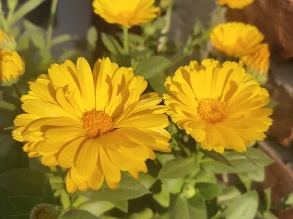 Morning Energy Breathwork