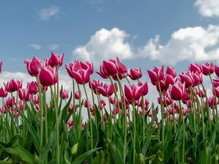 Morning Energy Cleansing Meditation 432 Hz