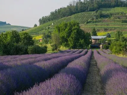 Morning Energy Healing - Stress Relief Soundscapes