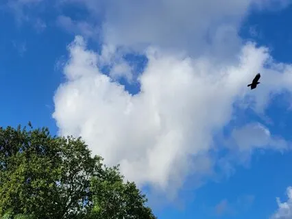 Morning Flow Of Gratitude