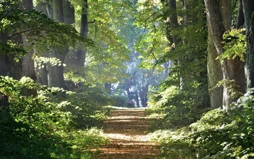 Morning Forest Sounds - Birds And Insects