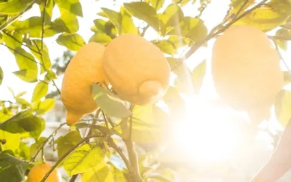 Morning Fresh Meditation With Lemon Essential Oil