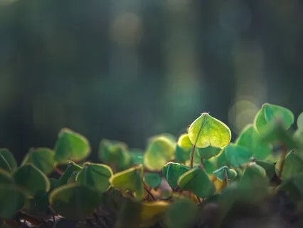 Morning, Gentle Heart Connection