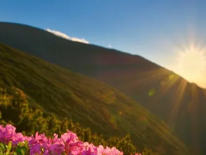 Morning Glory: Evening Peace