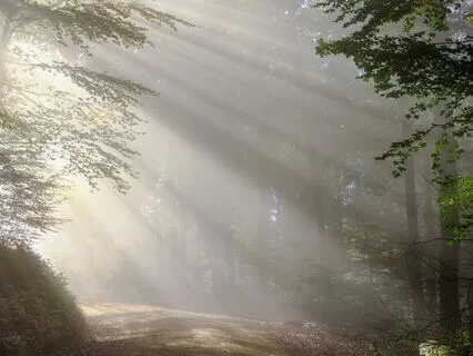 Morning Glory - Nature's Morning Symphony