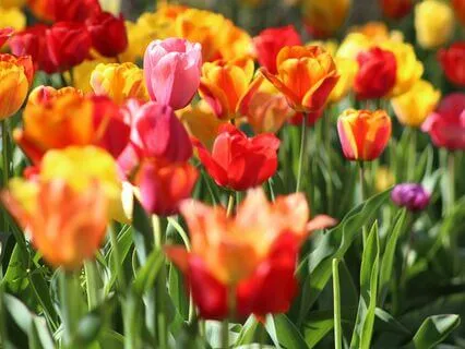 Morning Glow Affirmation Meditation