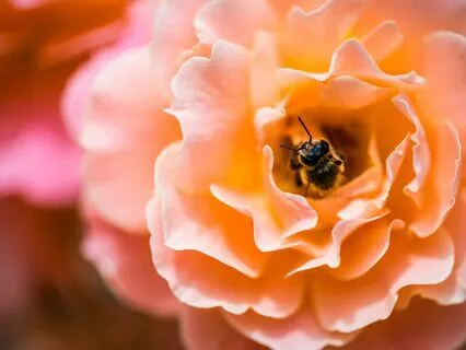 Morning Glow Meditation