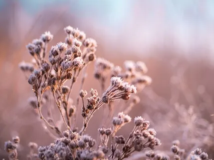 Morning Goddess Meditation