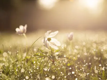 Morning Grace: Live Cello Affirmations