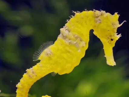 Morning Gratitude - The Joy Of Seahorses (3 Min)