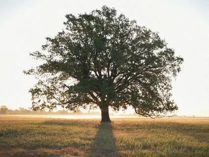 Morning Gratitude Affirmations For A Positive Day