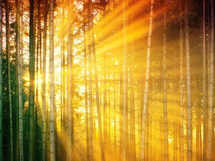 Morning Gratitude Affirmations (Laughter Meditation At End)