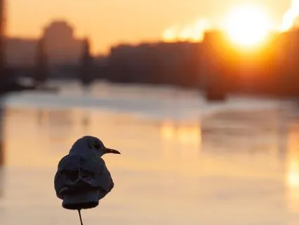 Morning Gratitude Affirmations - Positive & Peaceful