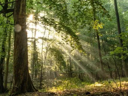 Morning Gratitude and Appreciation Practice