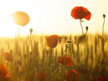 Morning Gratitude And Beauty