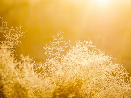 Morning Gratitude & Rejuvenation Meditation (5 Minutes)