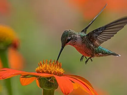 Morning Gratitude - Hummingbird Sweetness (5 Minutes)