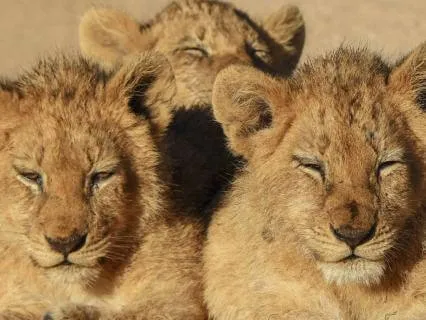 Morning Gratitude & Intention Meditation