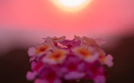 Morning Gratitude Meditation