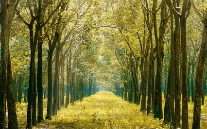 Morning Gratitude Meditation