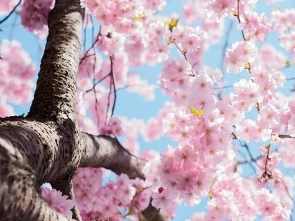 Morning Gratitude Meditation