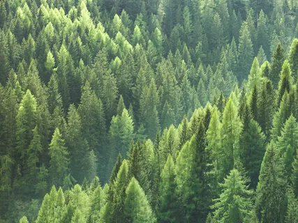 Morning Gratitude Meditation