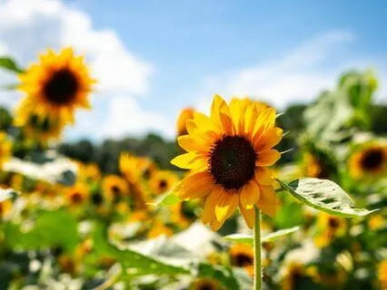 Morning Gratitude Meditation