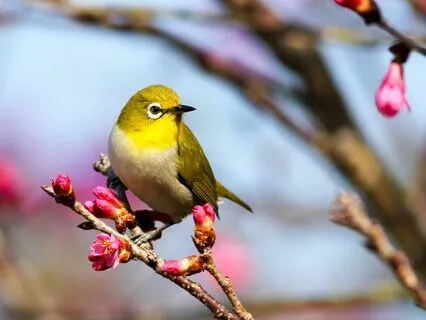 Morning Gratitude Meditation With Nature Sounds