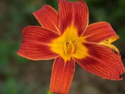 Morning Gratitude Meditation