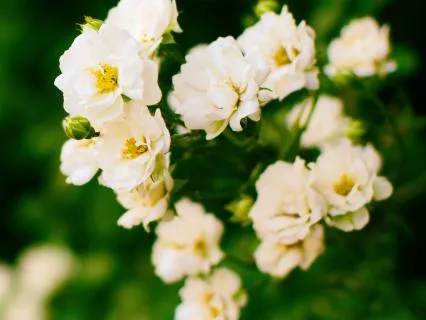Morning Gratitude Meditation