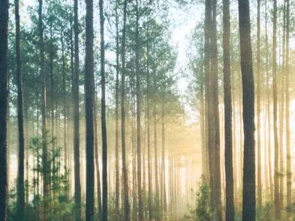 Morning Gratitude Meditation