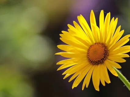 Morning Gratitude Meditation