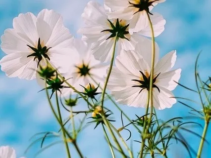 Morning Gratitude Practice