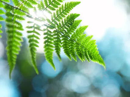 Uplift Your Mornings With Gratitude