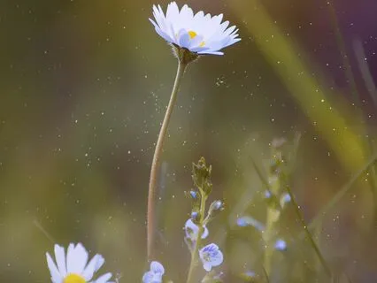 Morning Gratitude Practice