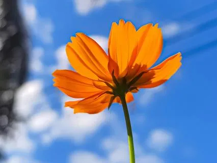 Morning Gratitude Prayer | Beautiful Piano & Birdsong