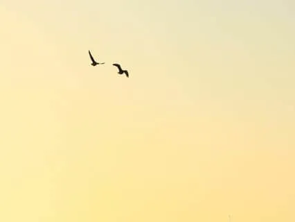 Morning Gratitude Prayer: Embrace The Day Ahead