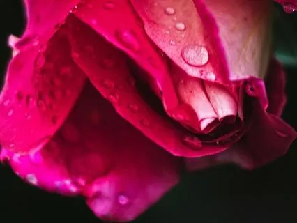 Morning Gratitude Ritual Without Music