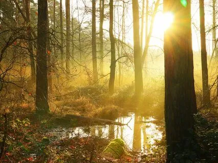 Morning Gratitude: Spring Season Healing