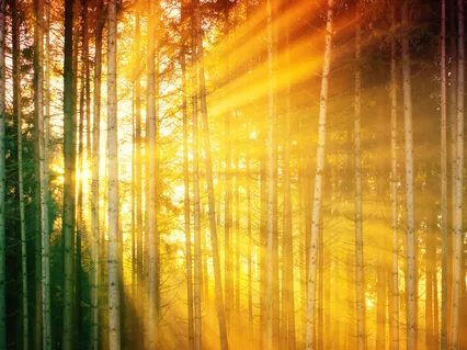 Morning Gratitude To Start Your Day