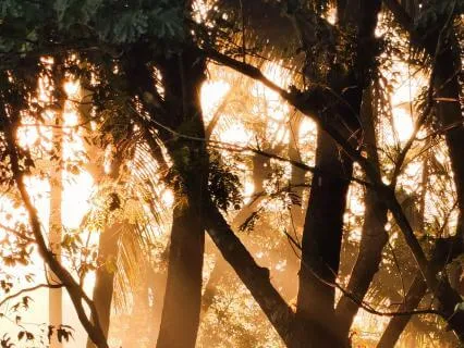 Morning Gratitude
