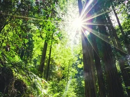 Morning Grounding Affirmation Meditation