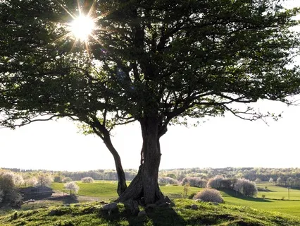 Morning Grounding And Activation Practice
