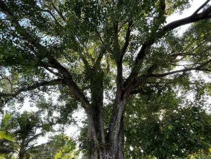 Morning Grounding | Greet The Day With Calm Energy