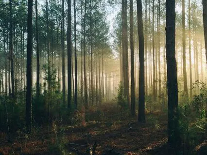 Morning Grounding Meditation