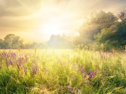 Morning Grounding Practice & Meadow Visualization To Start The Day Mindfully