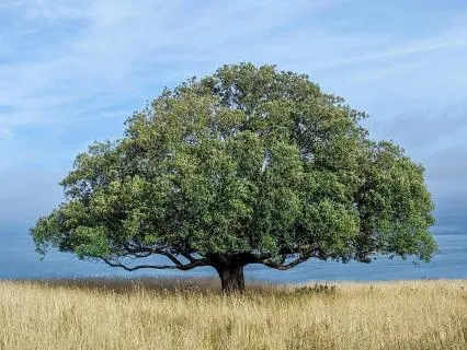 Morning Grounding Prayer