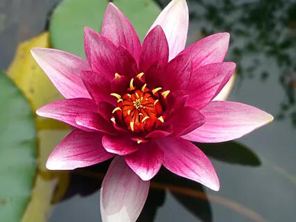 Morning Practice For Setting Intentions