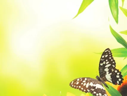 Guided Morning Meditation