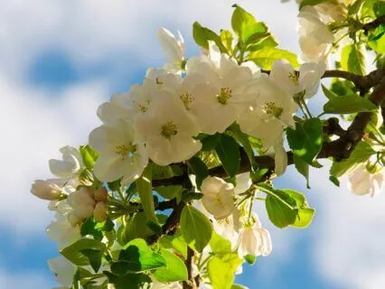 Morning Happiness Affirmation Meditation